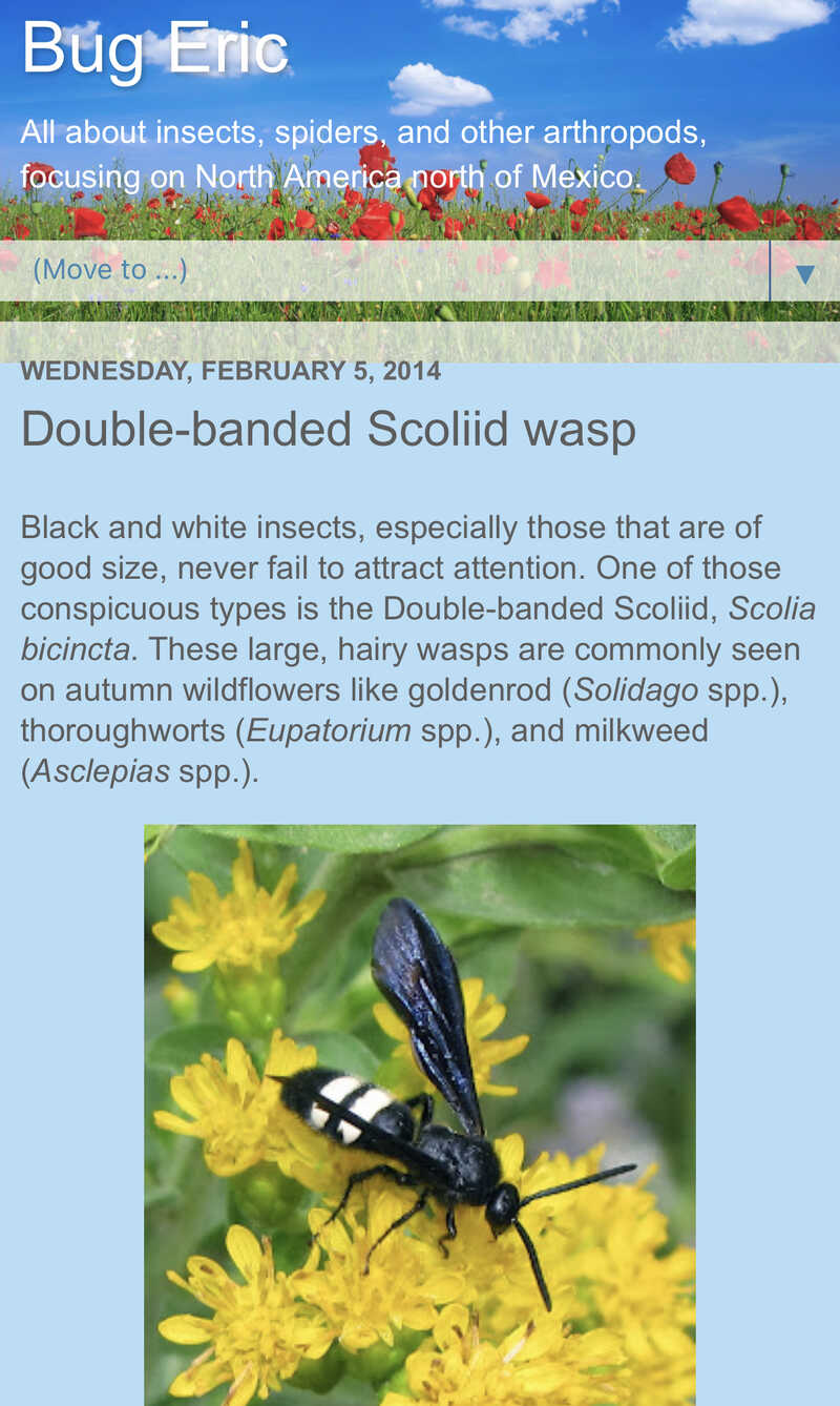 Bug Eric: Double-Banded Scoliid Wasp
